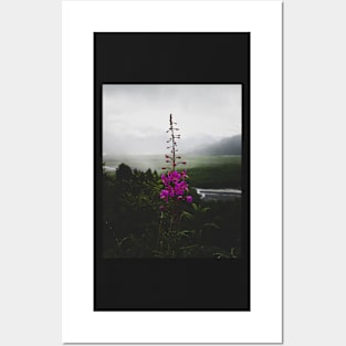 Alaskan Fireweed 2 Posters and Art